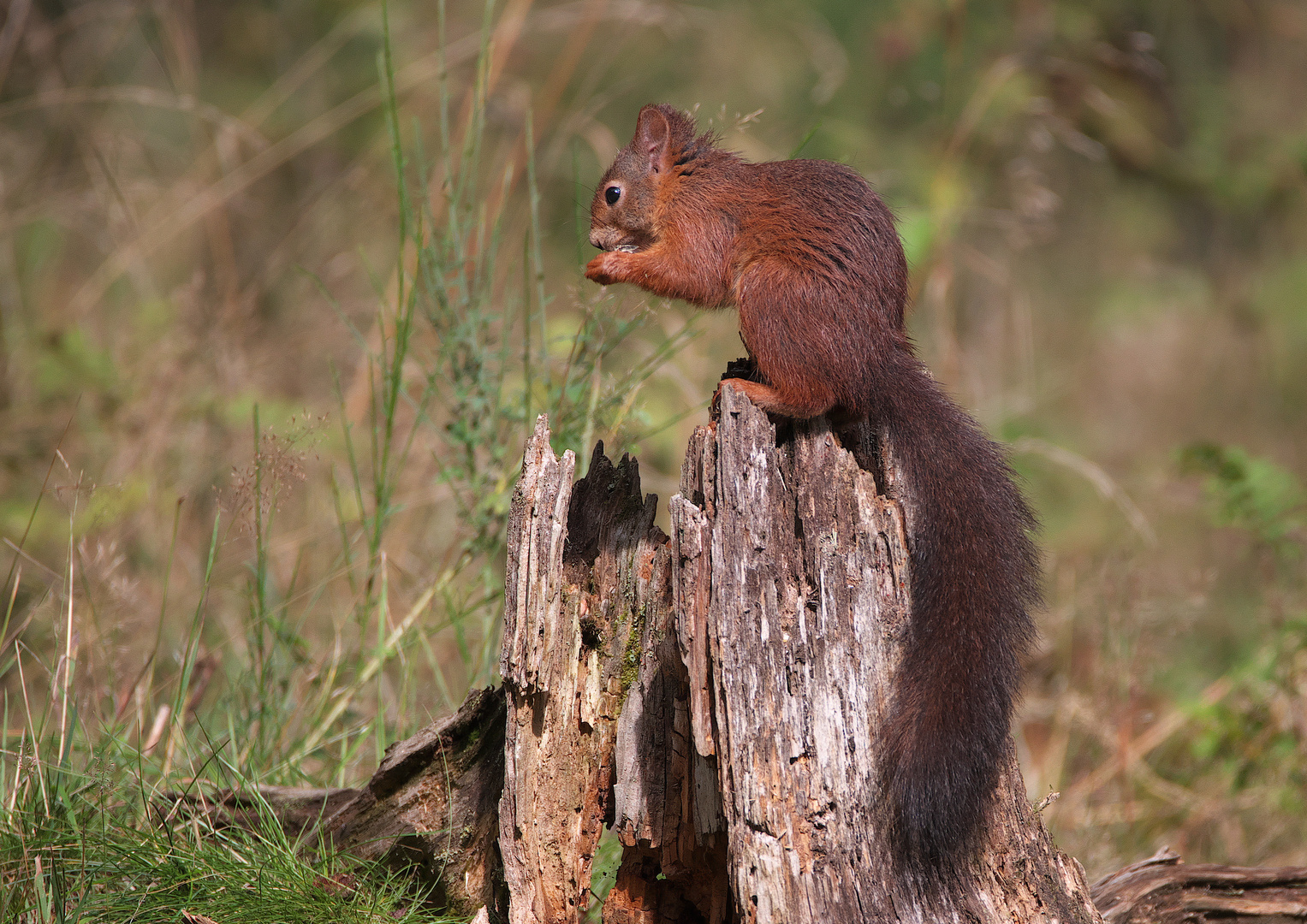 Ein schönes Eichhörnchen / Bild 1