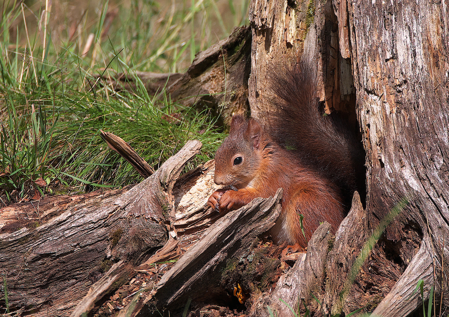 Ein schönes Eichhörnchen / Bild 2