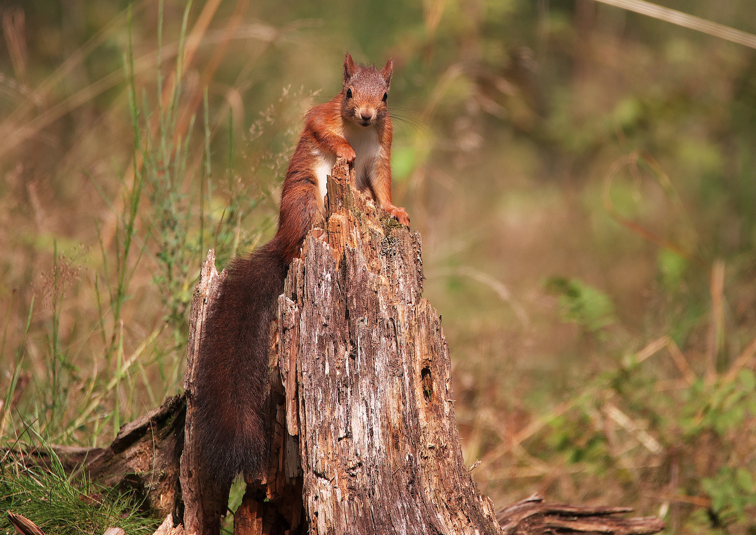 Ein schönes Eichhörnchen / Bild 3