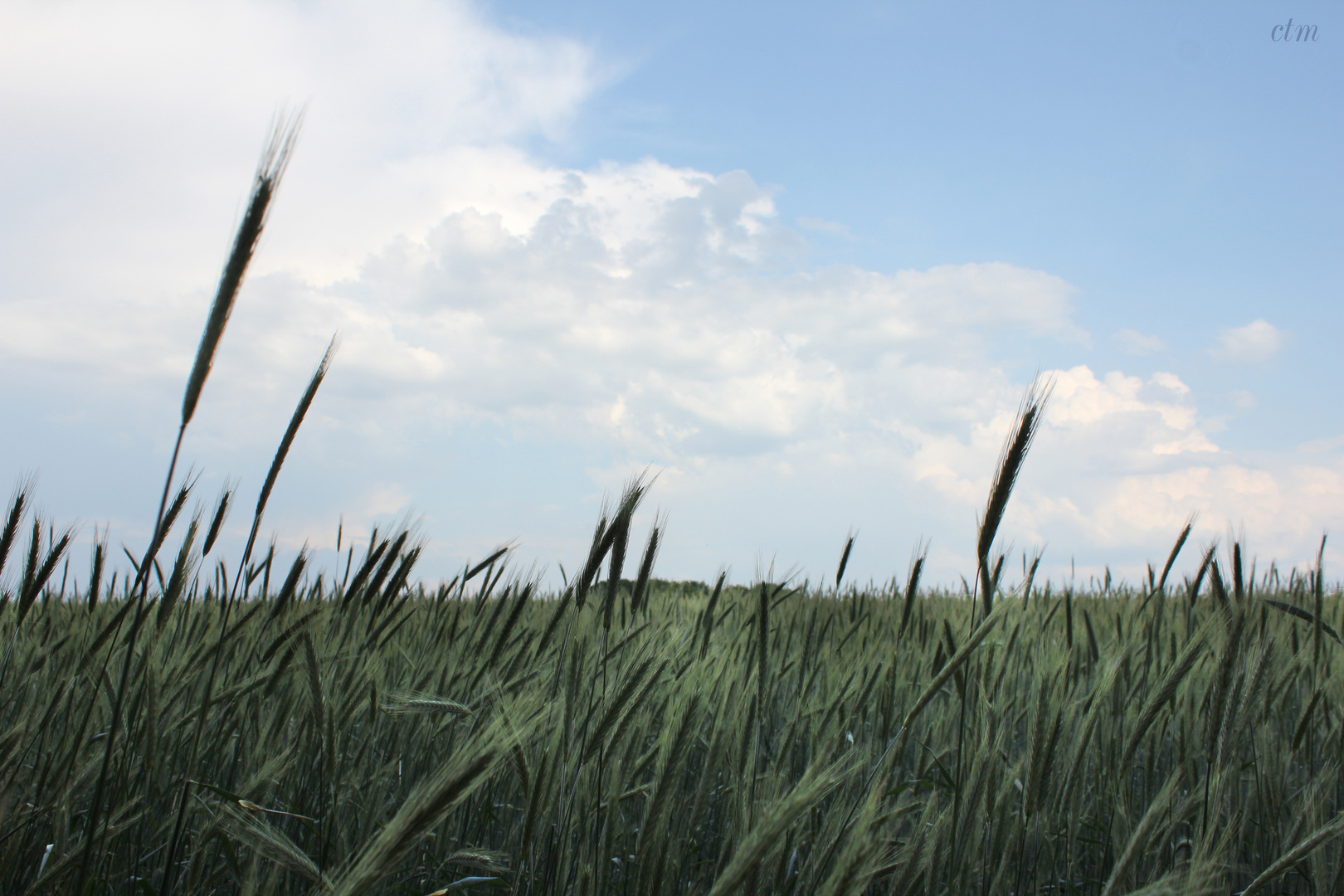 ein schönes Feld