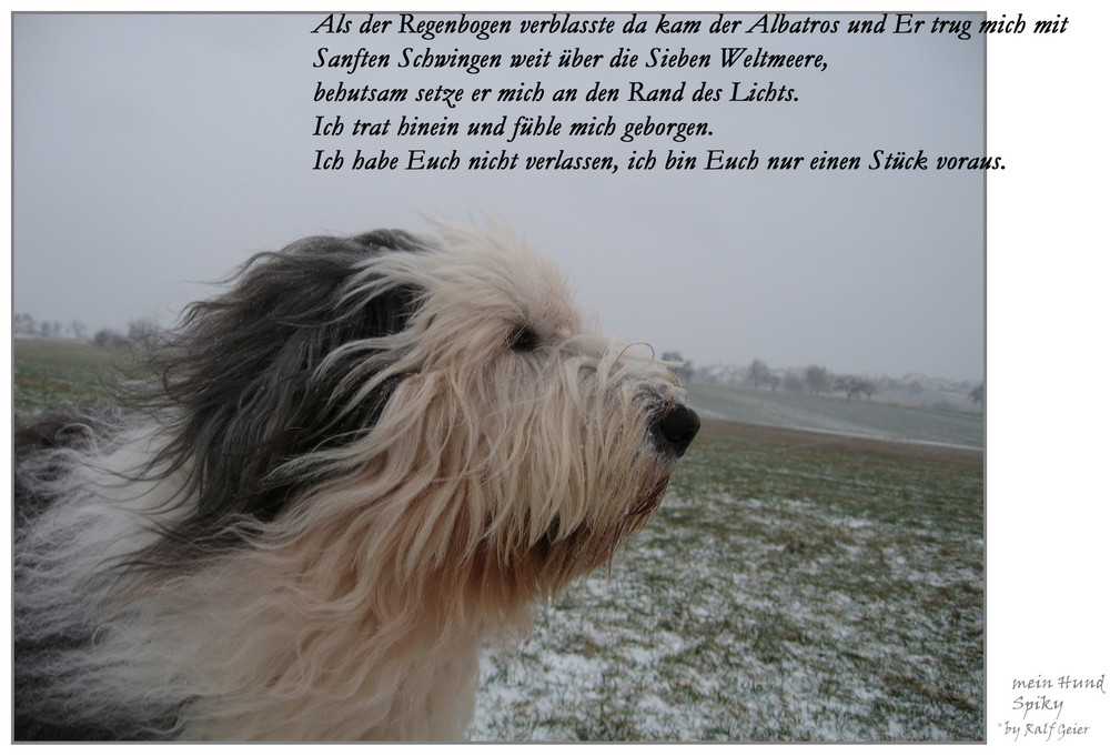 66+ Gedichte über Hunde Siewirdesschaffen