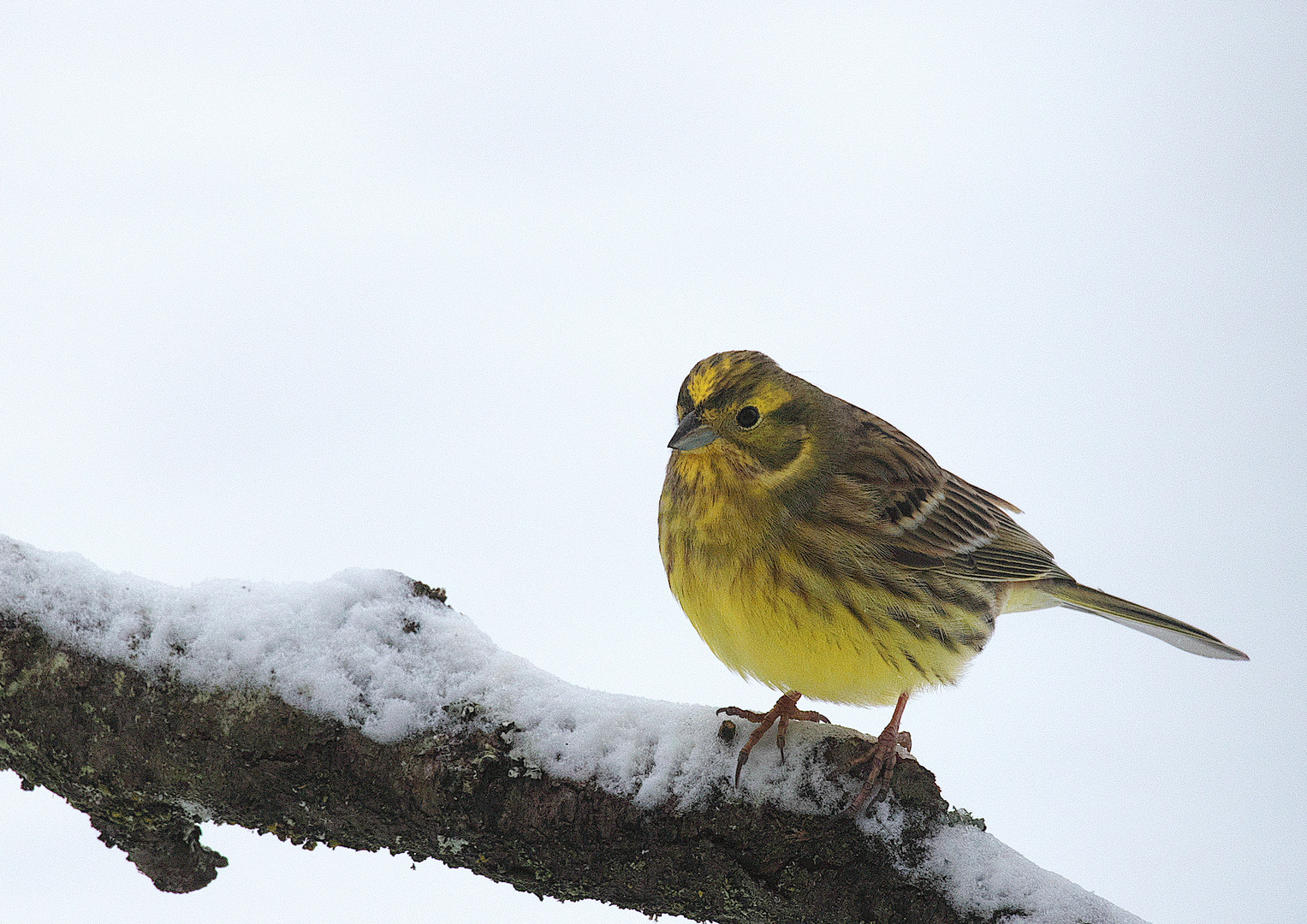 Ein schönes Girlitzmännchen im ersten Schnee !