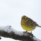 Ein schönes Girlitzmännchen im ersten Schnee !