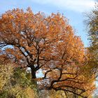 ein schönes Herbstmotiv