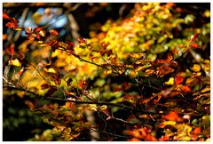 Ein schönes Herbstwochenende allen!!!