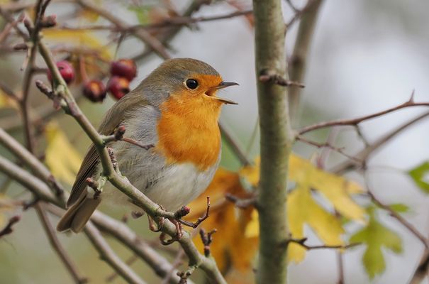 Ein schönes Liedchen zum heutigen Tag