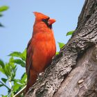 Ein schönes Männchen des Roten Kardinal