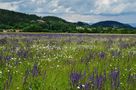 Ein schönes Meer mit Wiesensalbei von Kosche Günther 