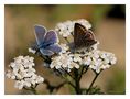 Schmetterling Raupe