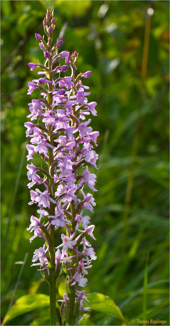 Ein schönes Paar - Mücken-Händelwurz (Gymnadenia conopsea)