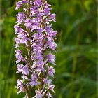 Ein schönes Paar - Mücken-Händelwurz (Gymnadenia conopsea)