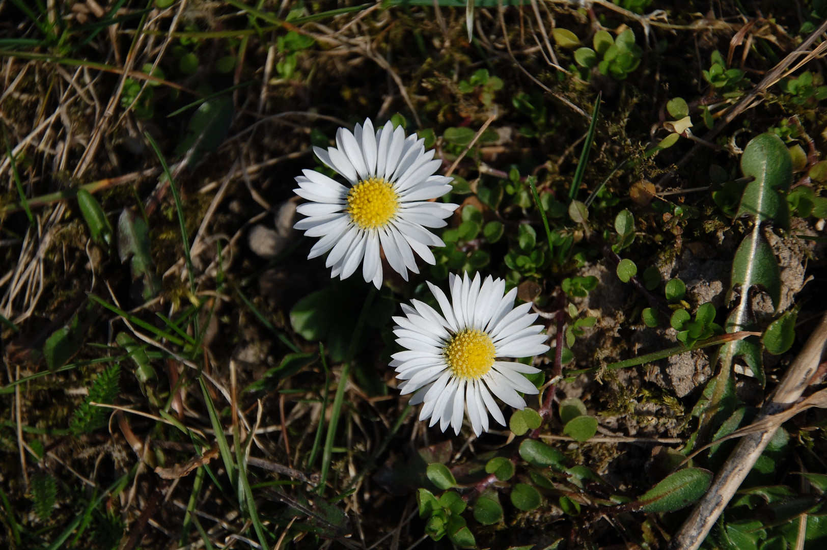 Ein schönes Pärchen