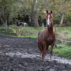 Ein schönes Pferd