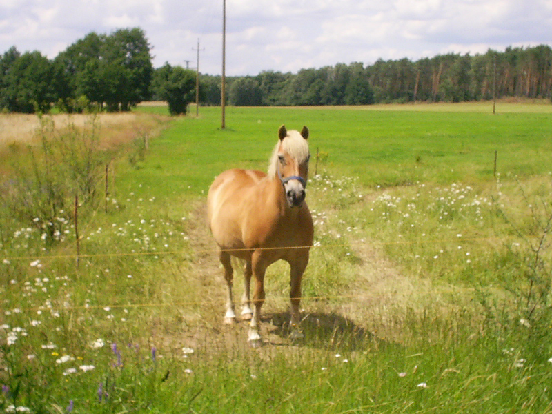 Ein schönes Pferd auf der Wiese