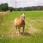 Ein schönes Pferd auf der Wiese