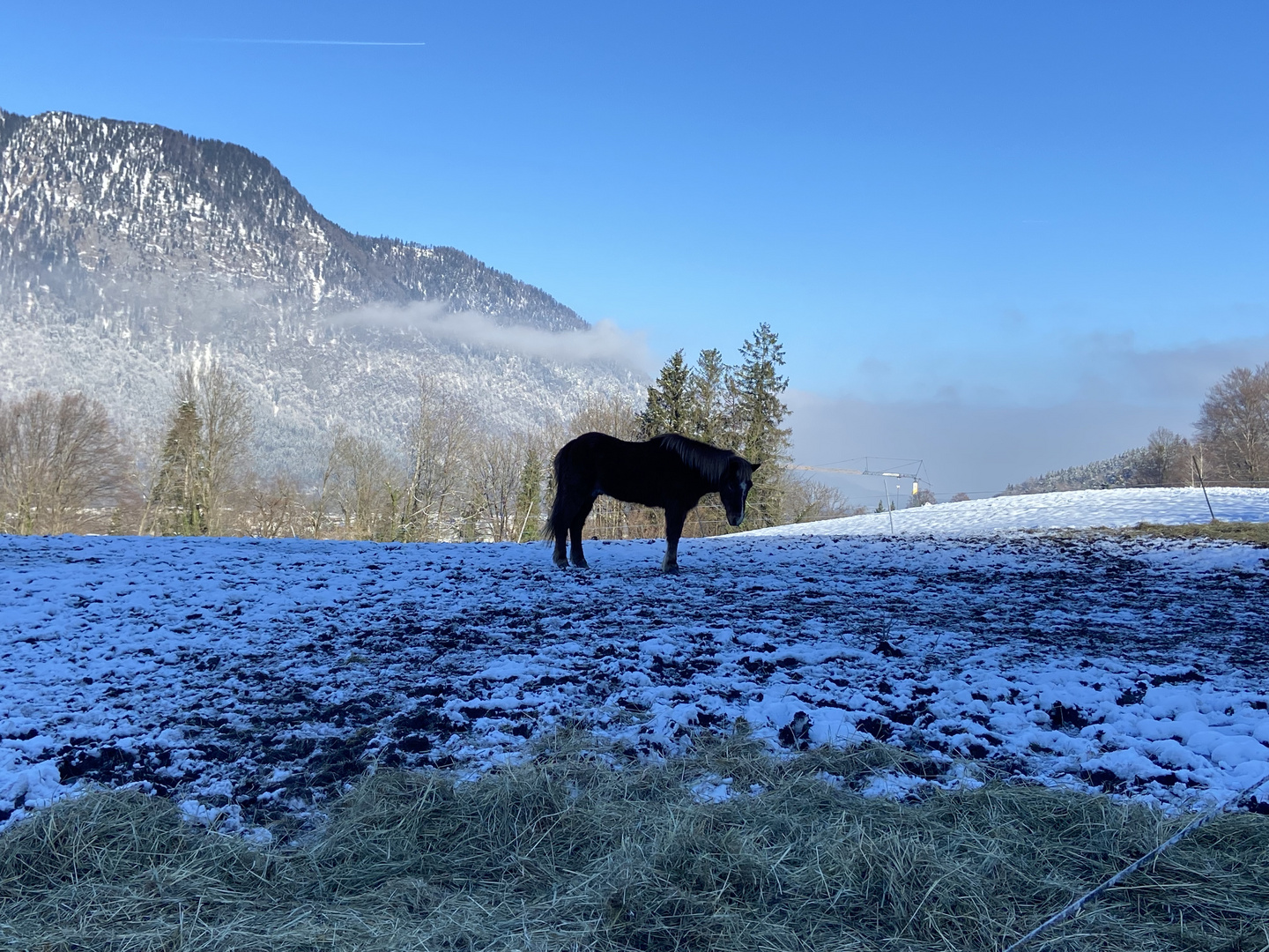 Ein schönes Pferd gefunden 