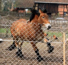 ein schönes Pferd sucht Freiheit