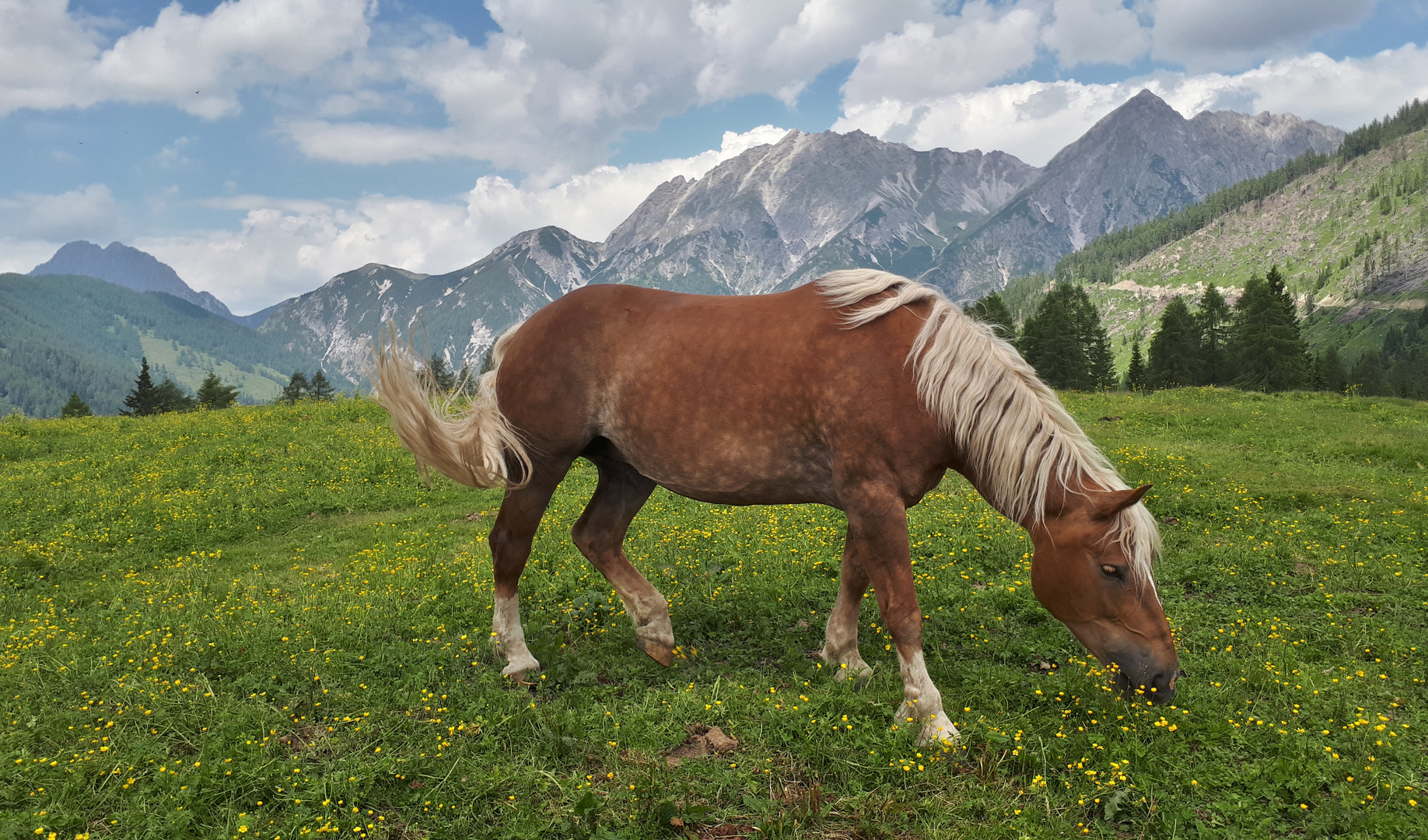 Ein schönes Pferdeleben auf der Lackenalm...