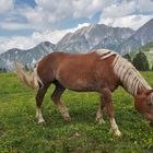 Ein schönes Pferdeleben auf der Lackenalm...