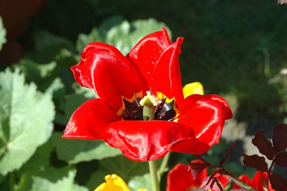 Ein schönes Rot