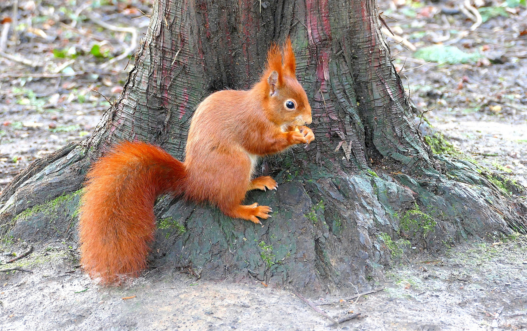 Ein schönes rotes Fell . . .