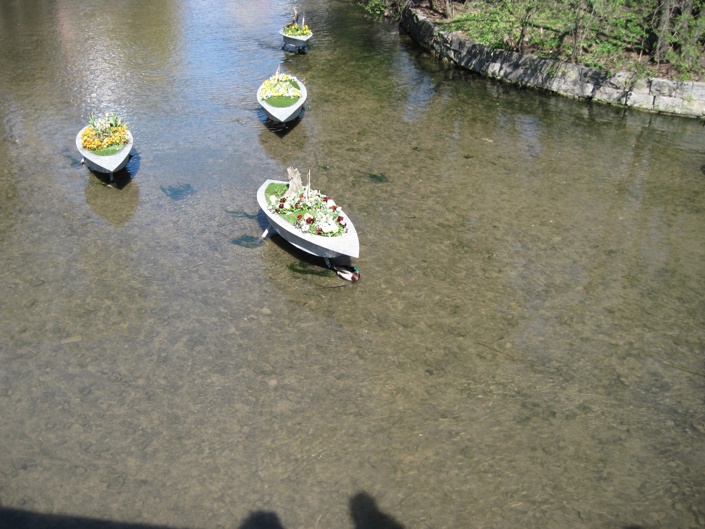 Ein schönes schattiges Plätzchen für Enten