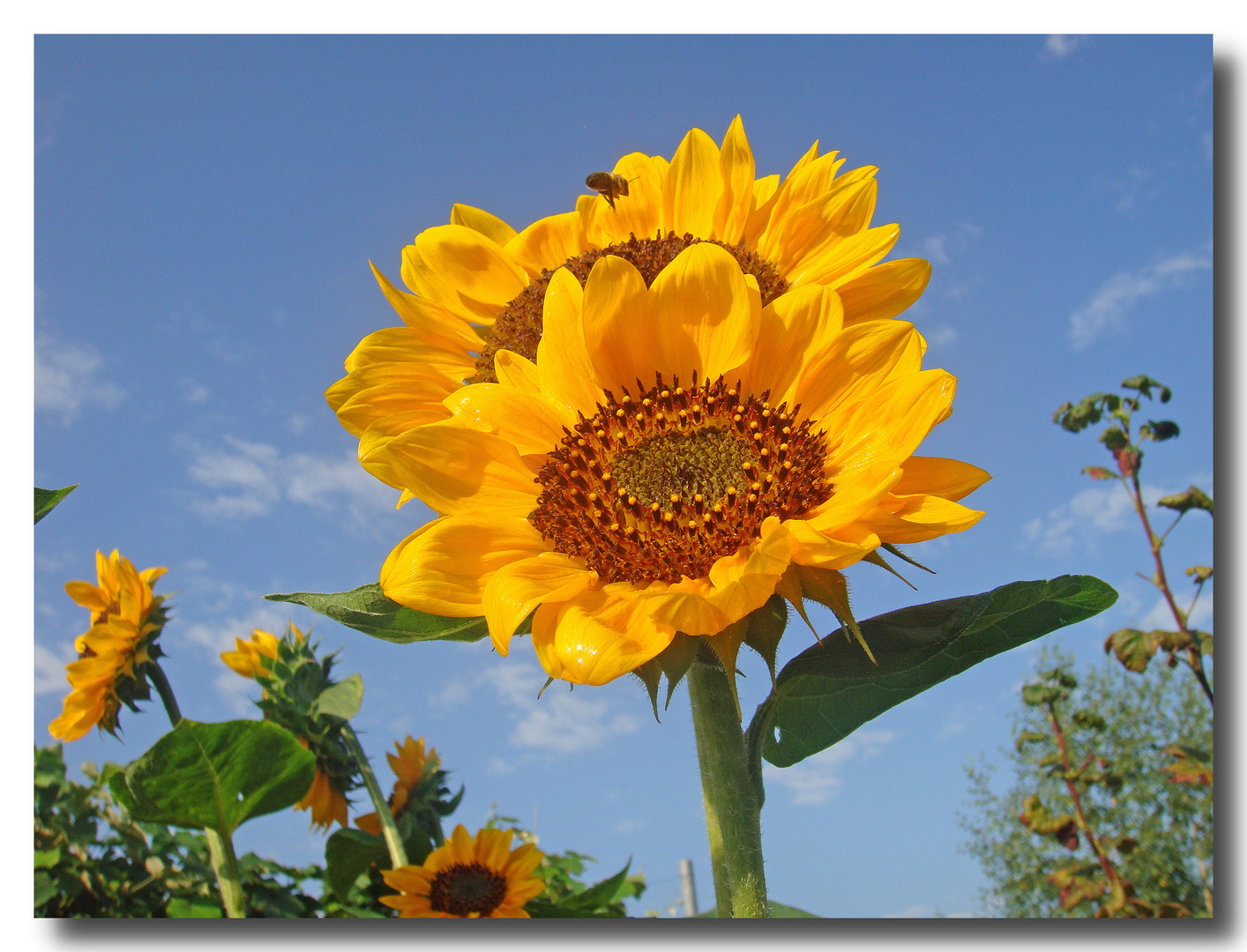 Schönes Sonniges Wochenende Schönes Sonniges Wochenende