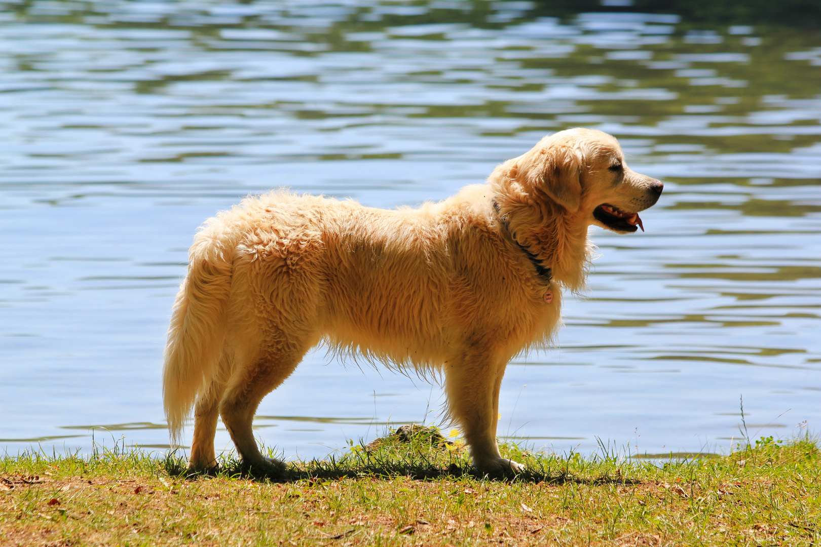 Ein Schones Tier Foto Bild Tiere Haustiere Hunde Bilder Auf Fotocommunity