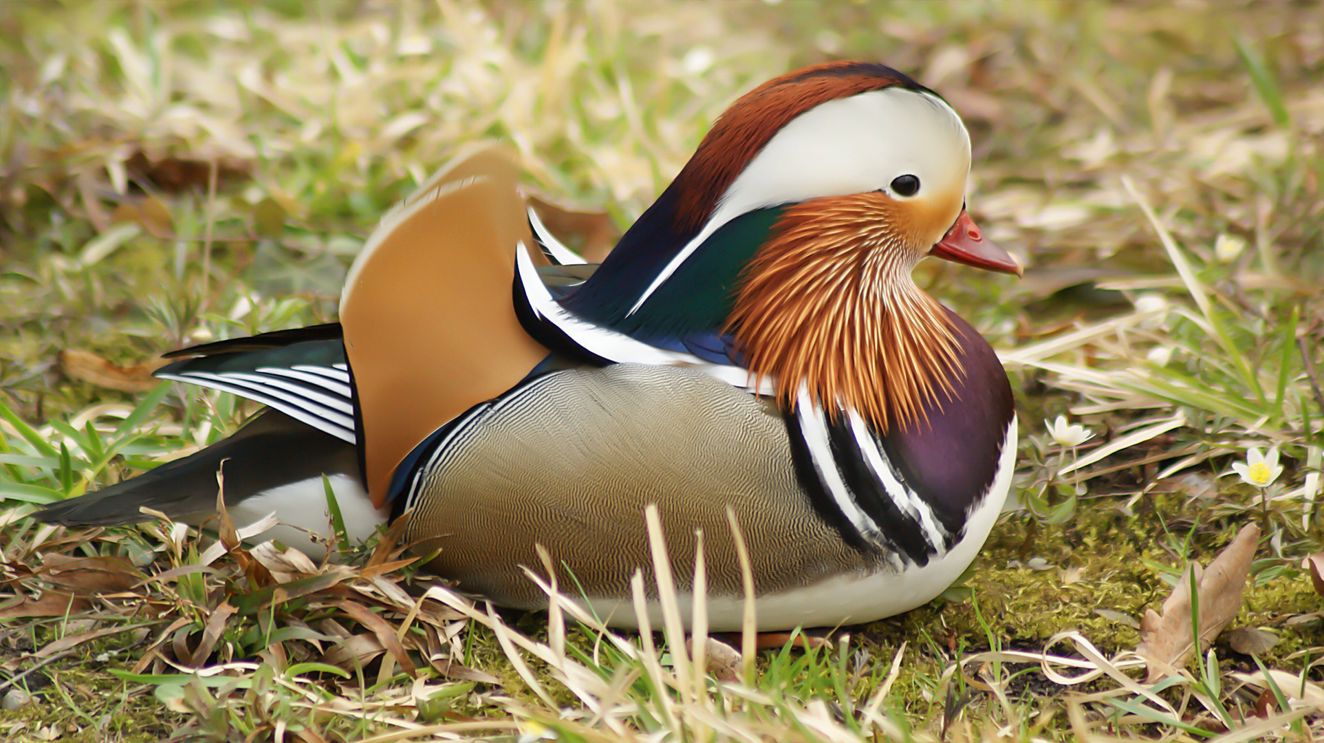 Ein Schones Tier Foto Bild Tiere Zoo Wildpark Falknerei Vogel Bilder Auf Fotocommunity