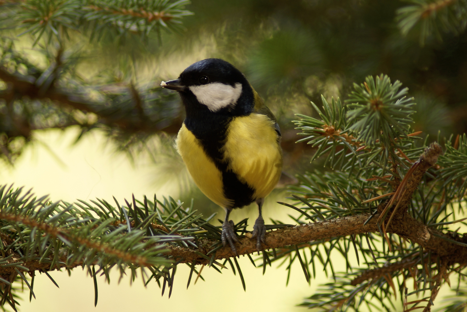 Ein schönes Vogelleben..............