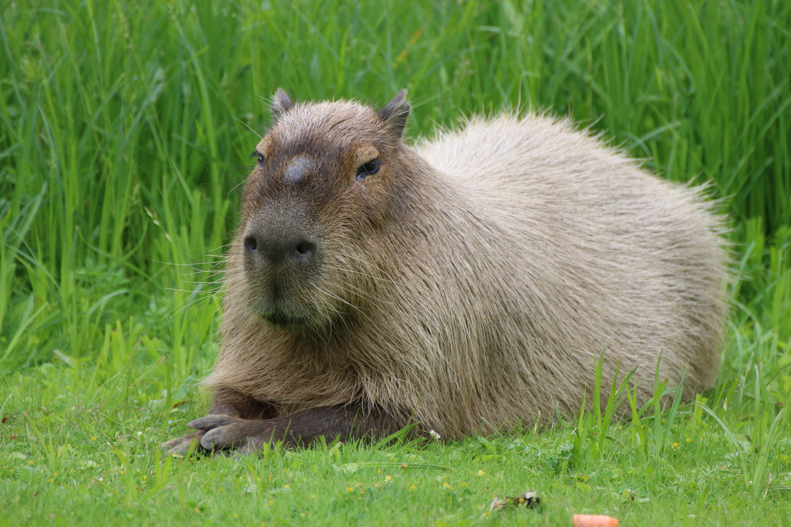 Ein schönes Wasserschwein