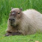 Ein schönes Wasserschwein