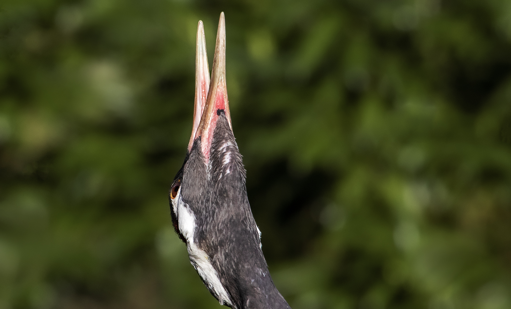 Ein schönes Weihnachtsfest wünscht Euch der Glücksvogel