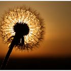 Natur