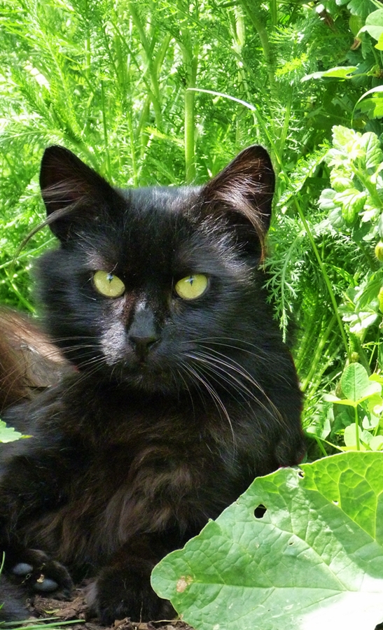 Ein schönes Wochenende wünscht Fidel ,die ganze Katzenbande und auch ich!