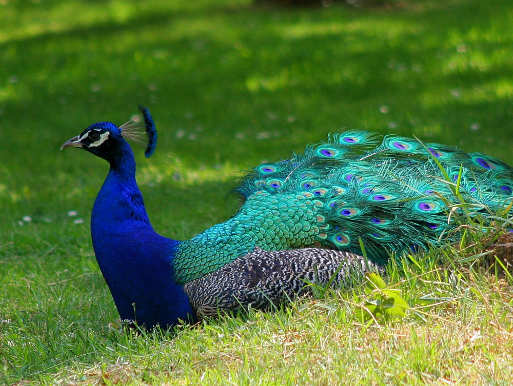 Ein Schönling im Park