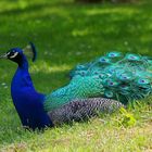 Ein Schönling im Park