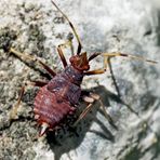 Ein schon fast exotischer Winzling! Die Larve der Roten Weichwanze (Deraeocoris ruber) *