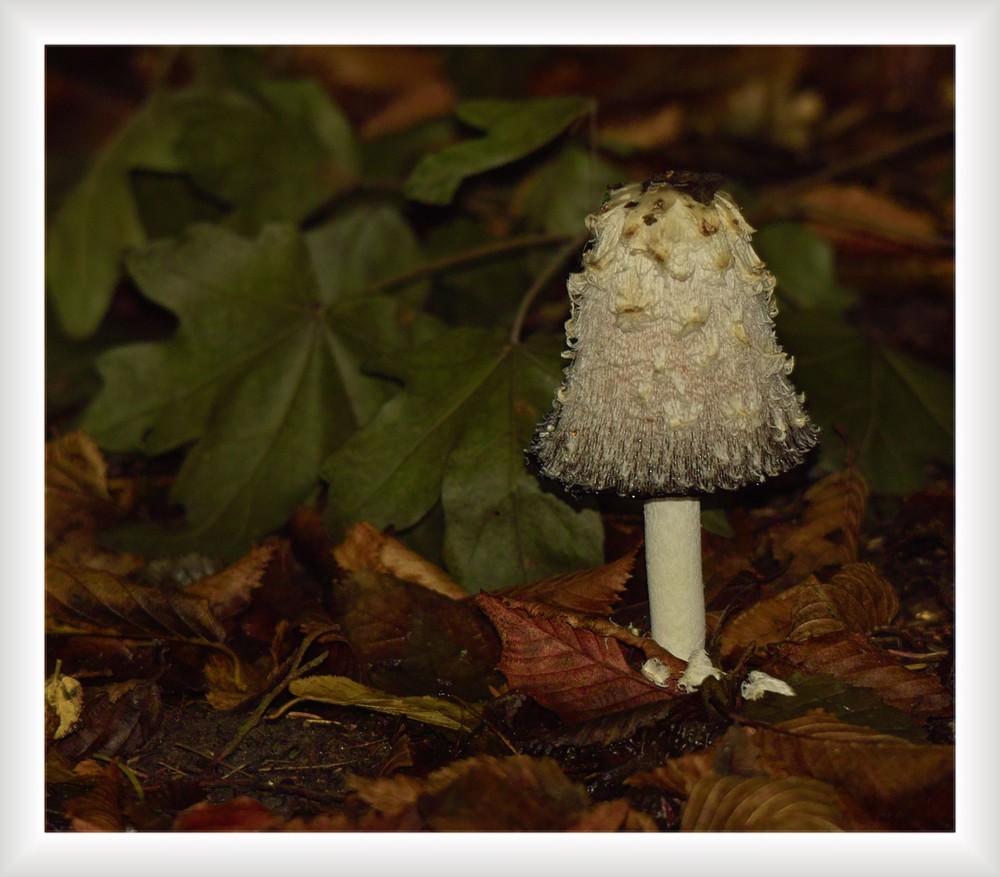 Ein Schopftintling im Herbstlaub.