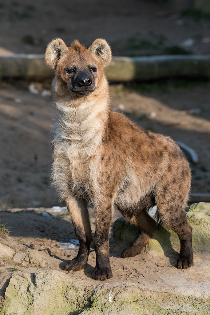 Ein Schoßhund ist es nicht...