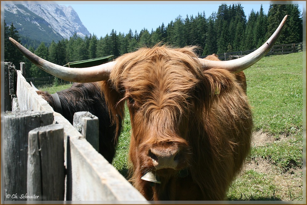 Ein Schotte auf der Alm !