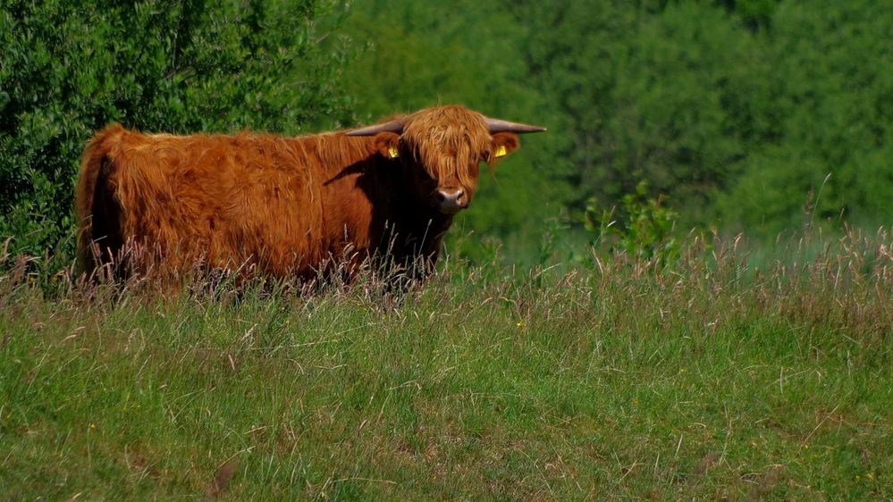 ein Schotte in Schleswig-Holstein...