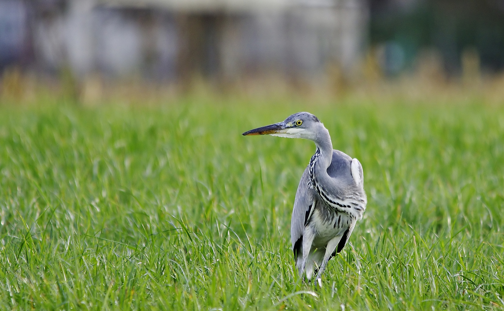 Ein schräger Vogel 