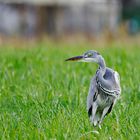 Ein schräger Vogel 