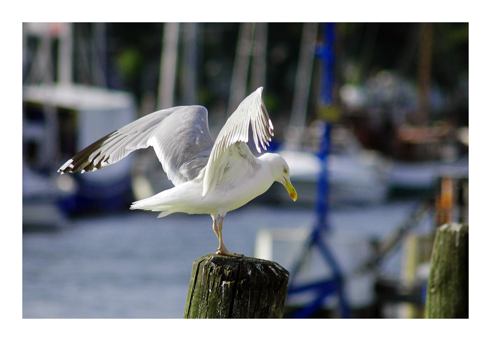 Ein schräger Vogel....