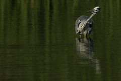 Ein schräger Vogel