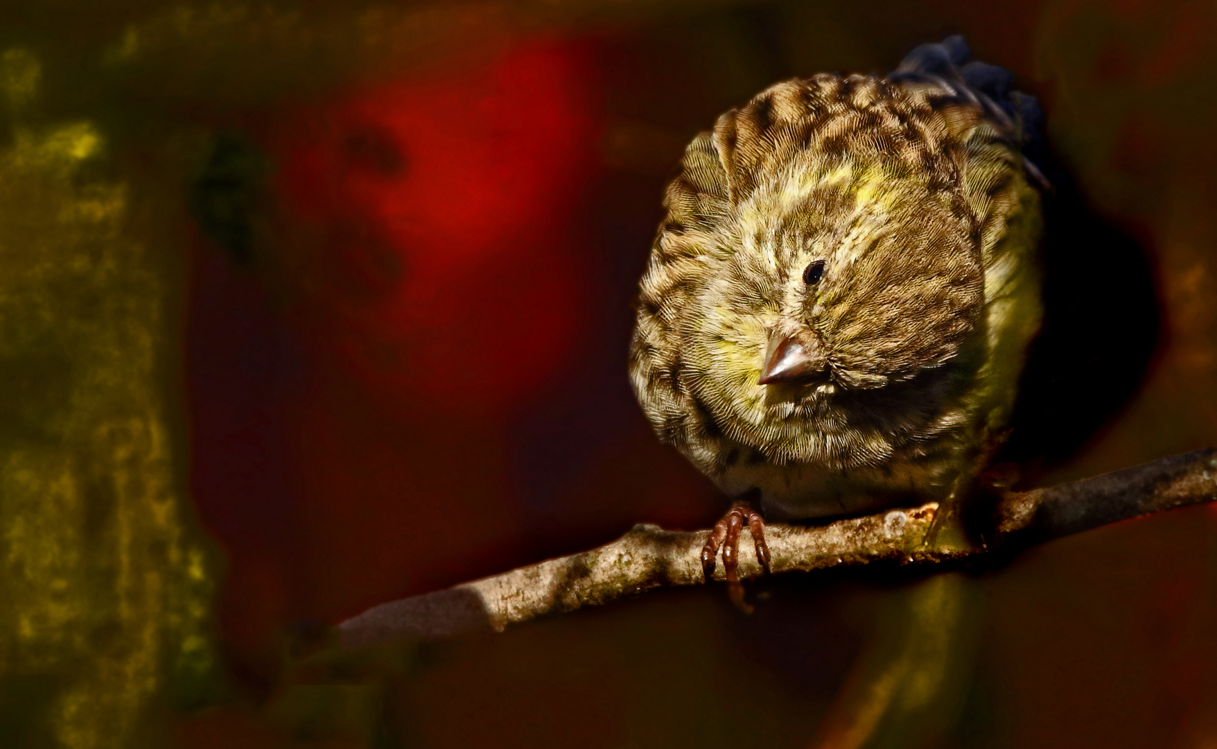 "EIN SCHRÄGER VOGEL"