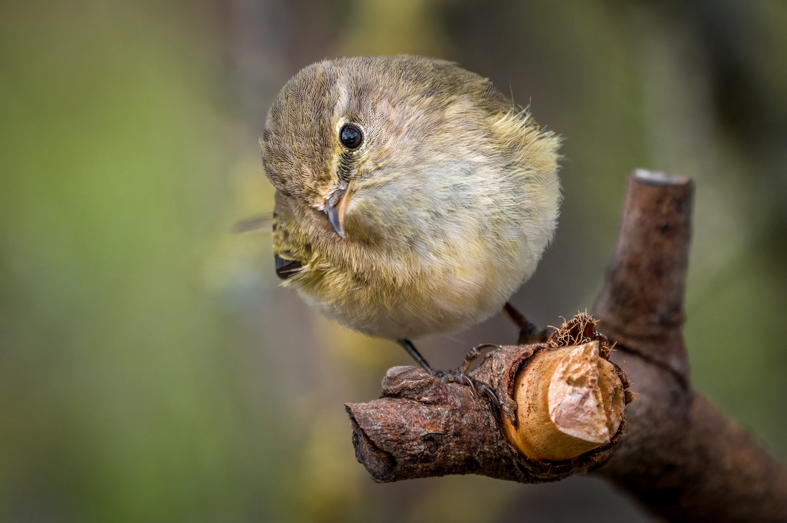 "EIN SCHRÄGER VOGEL"