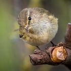 "EIN SCHRÄGER VOGEL"