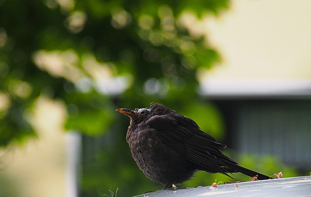 ein schräger Vogel